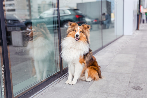 Fotografie Dog in the town. City, urban pet.  Shetland Sheepdog, summer
