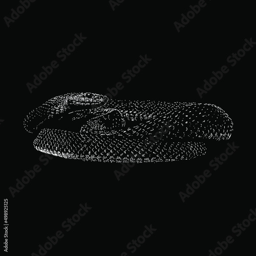 Aesculapian snake hand drawing vector illustration isolated on black background