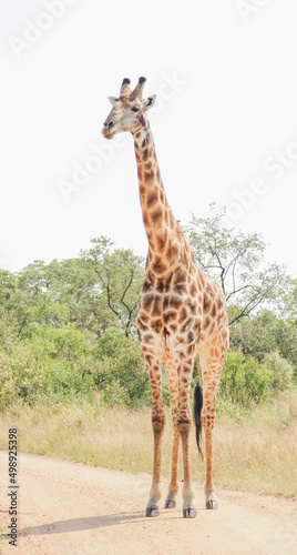 giraffe in continent