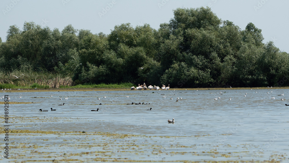 Pelicans on the coast of the Danube Delta Pelicans on the coast of the Danube Delta