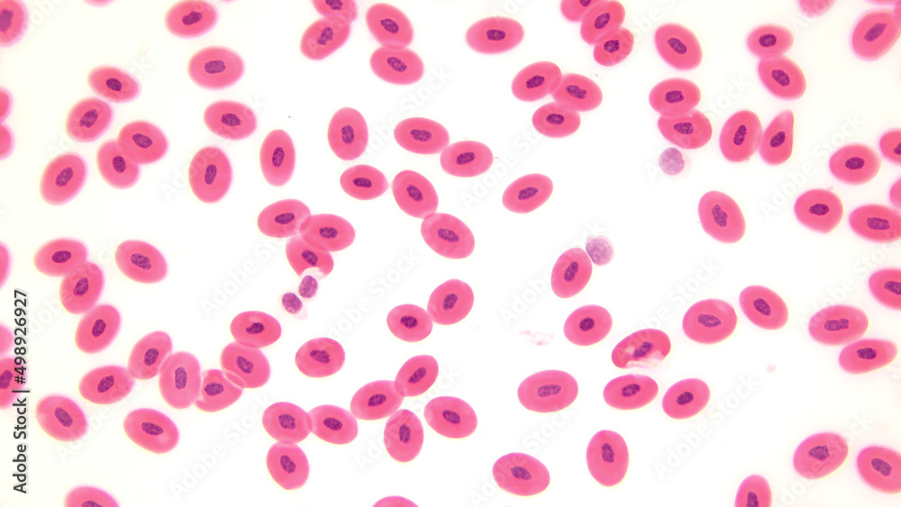 Frog blood, light microscopy.  Nucleated red blood cells. Magnification: x100. 