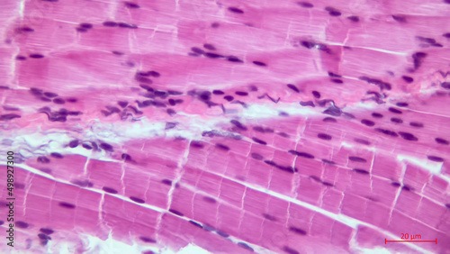 Skeletal striated muscle tissue under the microscope. Muscle fibers.