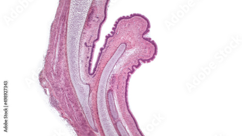 Trachea, light micrograph. Hyaline cartilage from trachea showing chondrocytes, collagen fibers and matrix. photo