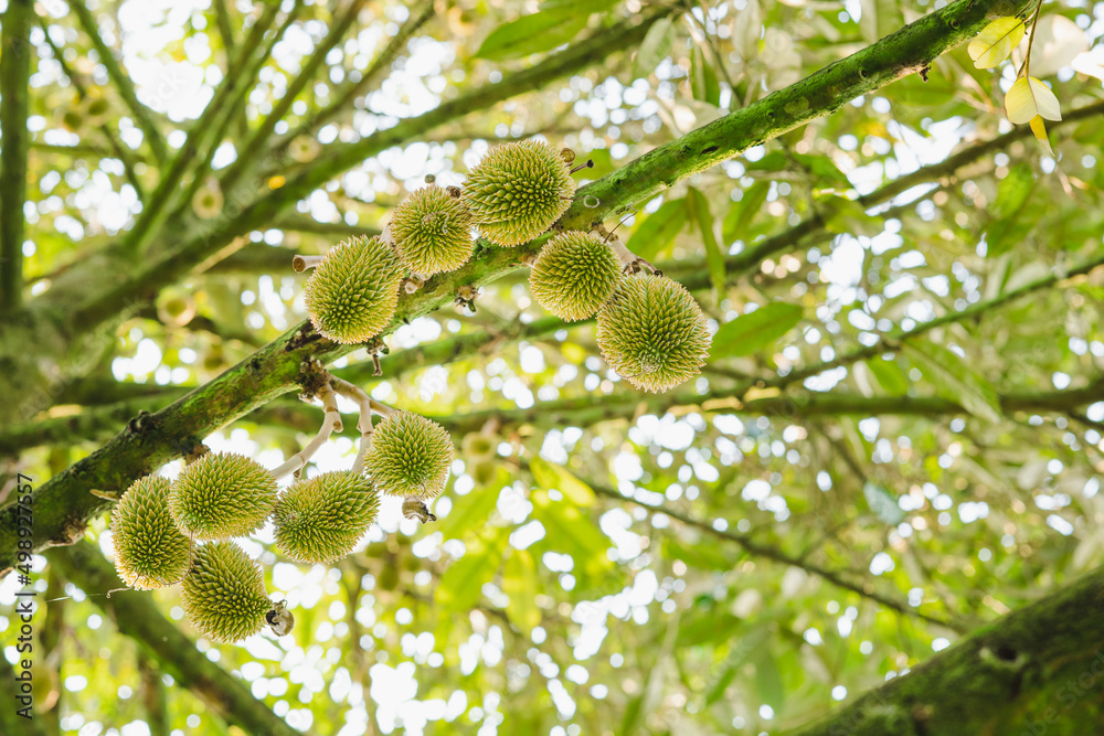 Fresh small durian on tree in the garden, product quality for export, king of fruit in Thailand, agriculture concept Fresh small durian on tree in the garden, product quality for export, king of fruit in Thailand, agriculture concept