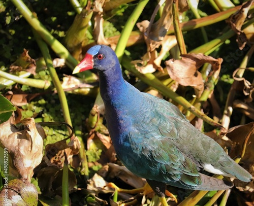 Rainbow LGBTQ Pride in Nature Bird Purple Gallinule