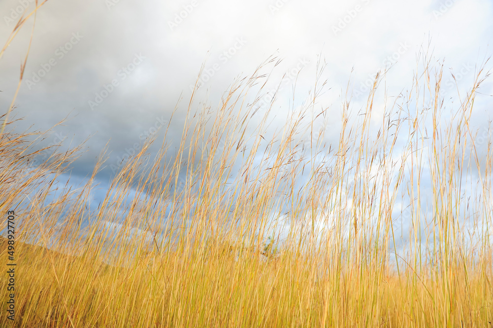 Fototapeta premium hierba amarilla