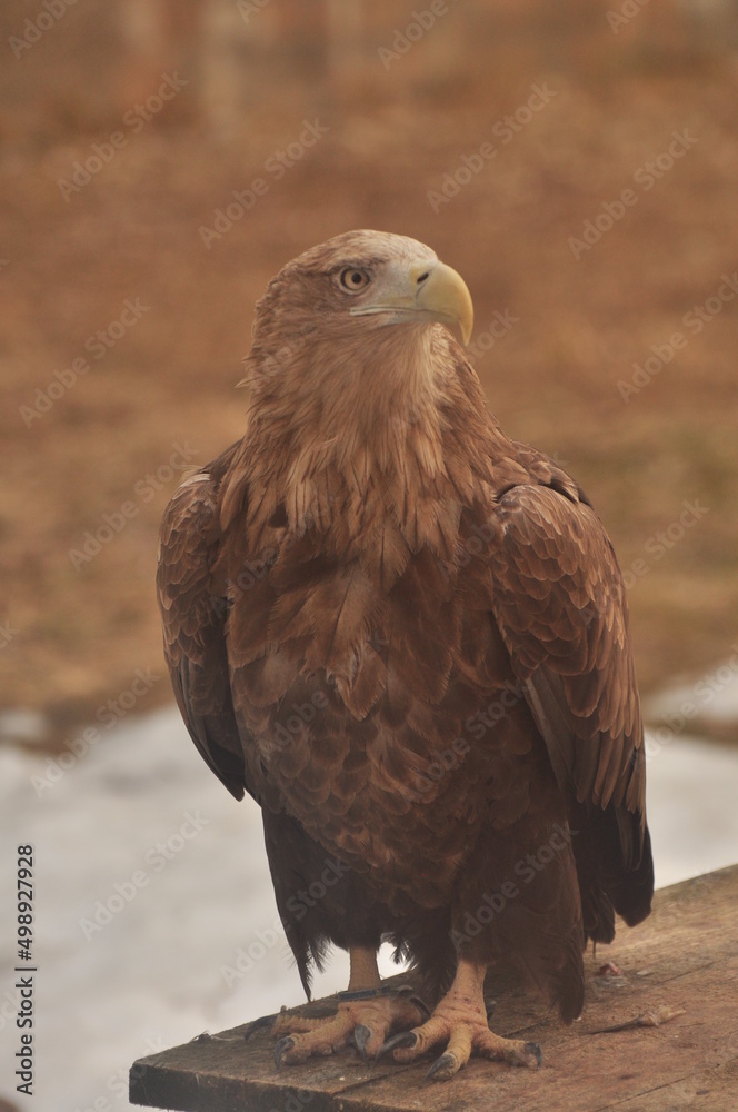 Fototapeta premium Animals - traditionally (since Aristotle) distinguished category of organisms, currently considered as a biological kingdom. Animals are the main object of study of zoology.