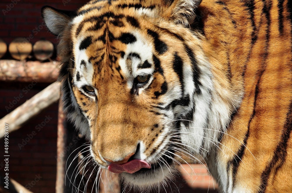 Obraz premium Animals - traditionally (since Aristotle) distinguished category of organisms, currently considered as a biological kingdom. Animals are the main object of study of zoology.