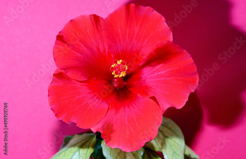red hibiscus flower © helfei