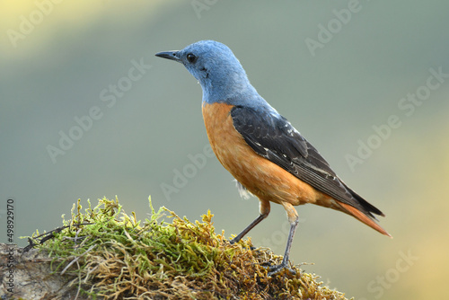 roquero rojo en la sierra en primavera