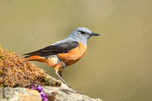 roquero rojo en la sierra en primavera