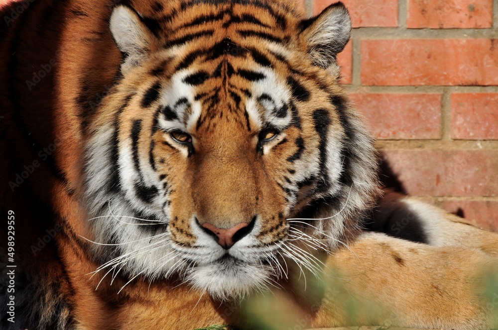 Obraz premium Animals - traditionally (since Aristotle) distinguished category of organisms, currently considered as a biological kingdom. Animals are the main object of study of zoology.