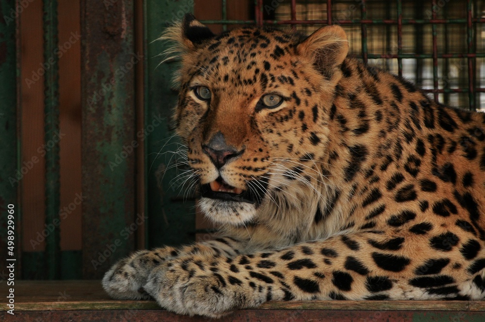 Obraz premium Animals - traditionally (since Aristotle) distinguished category of organisms, currently considered as a biological kingdom. Animals are the main object of study of zoology.