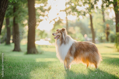 The Rough Collie dog  photo