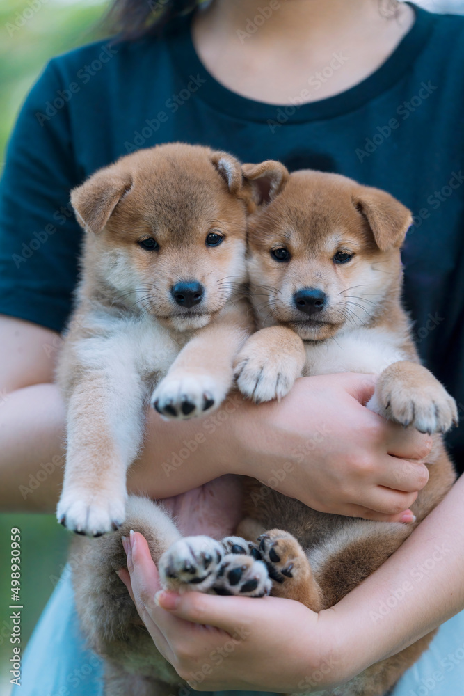 A girl holding a Shiba Inu puppy. Asian woman gets carry cute shiba inu puppy. A girl holding a Shiba Inu puppy. Asian woman gets carry cute shiba inu puppy.