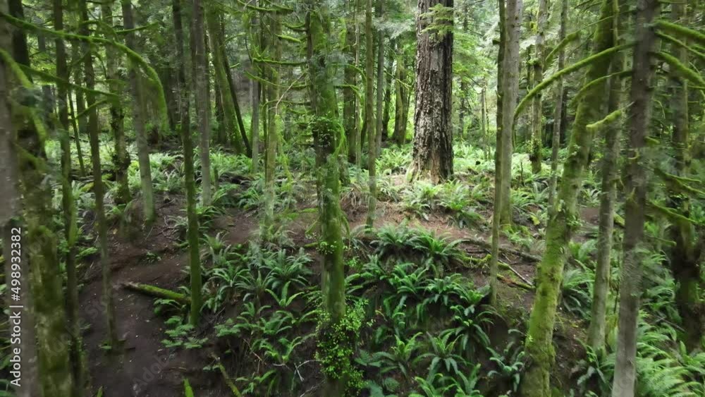 Deep in the old growth forest along the beautiful and lush Sunshine Coast Trail in British Columbia, Canada. Aerial pullback shot Deep in the old growth forest along the beautiful and lush Sunshine Coast Trail in British Columbia, Canada. Aerial pullback shot