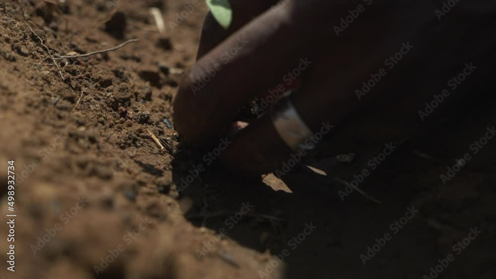 Close up shot of seedling being planted in a hole in the ground. Close up shot of seedling being planted in a hole in the ground.