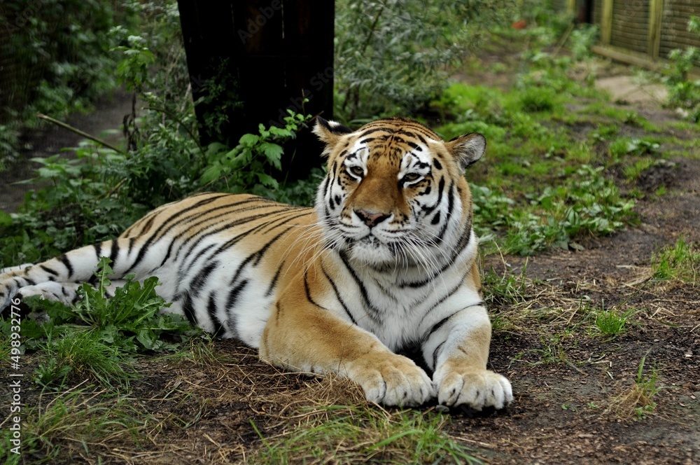 Animals - traditionally (since Aristotle) distinguished category of organisms, currently considered as a biological kingdom. Animals are the main object of study of zoology.