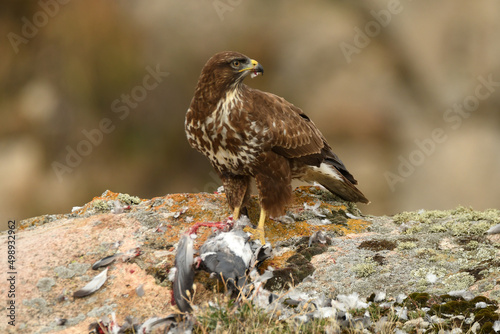 ratonero con su presa en el campo