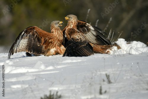 el milano real en el campo