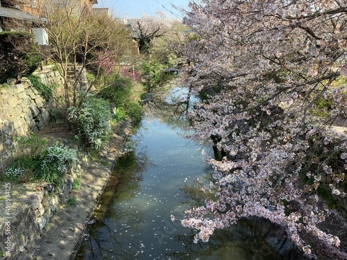 Cityscape with waterways in Omihachiman, where cherry blossoms bloom in spring