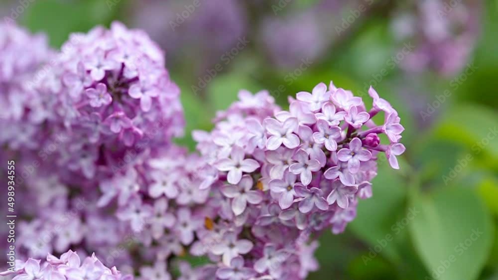 Branch with spring lilac flowers in garden isolated background. Branch with spring lilac flowers in garden isolated background.