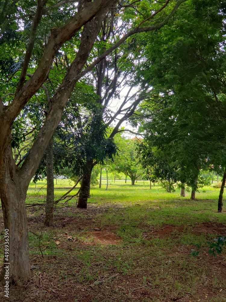 tree in the park