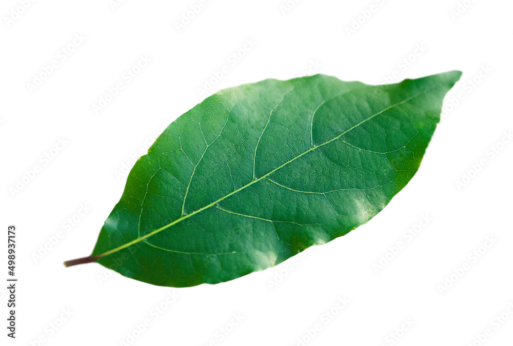 Obraz premium One bay leaf is isolated on a white background.