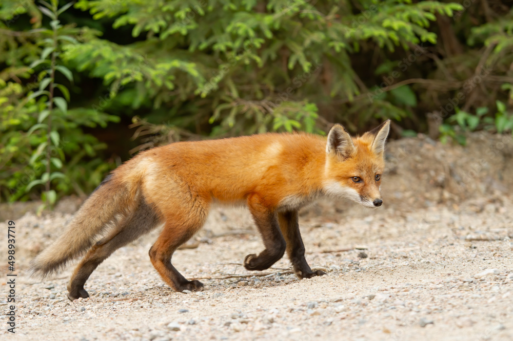 Red fox kit (Vulpes vulpes) by a country road in Algonquin park, Canada in autumn