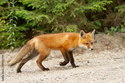 Red fox kit (Vulpes vulpes) by a country road in Algonquin park, Canada in autumn © Jim Cumming