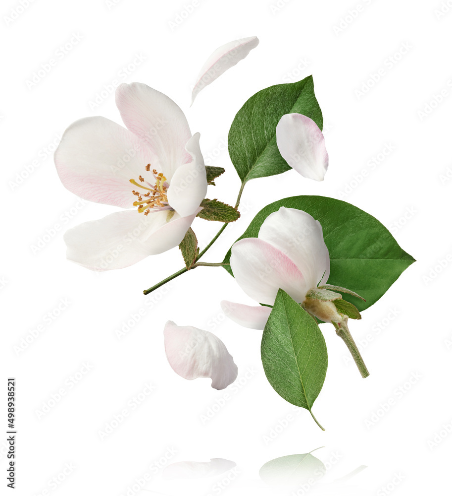 Fototapeta premium Fresh quince blossom, beautiful pink flowers