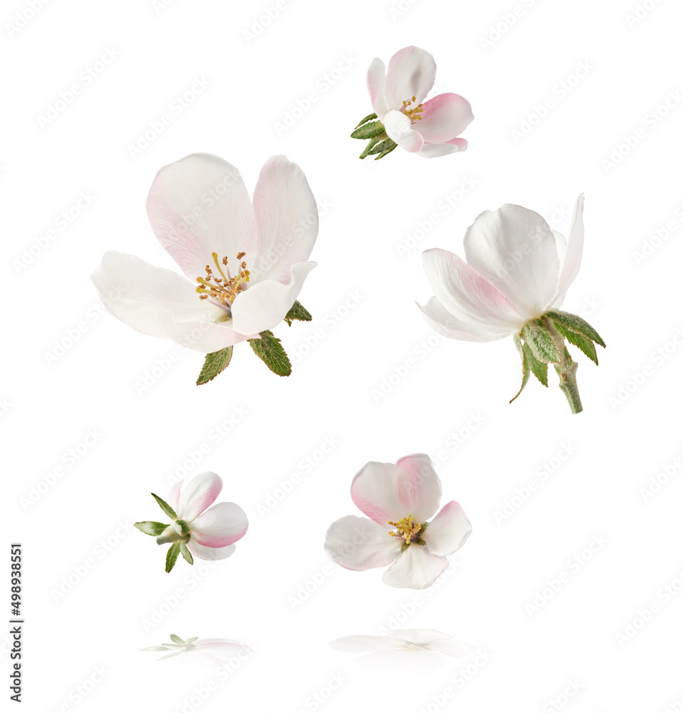 Fototapeta premium Fresh quince blossom, beautiful pink flowers