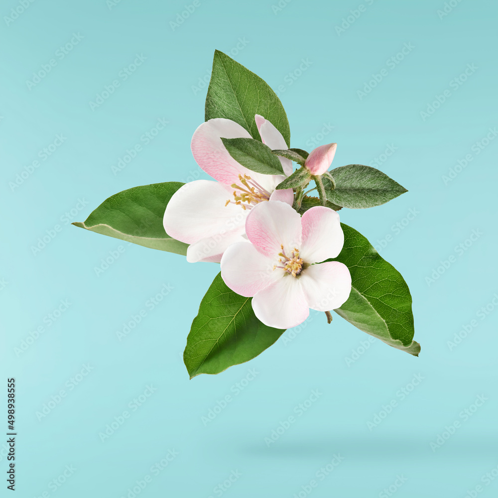 Obraz premium Fresh quince blossom, beautiful pink flowers