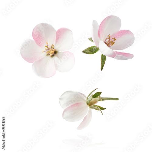 Fresh quince blossom, beautiful pink flowers © Agave Studio