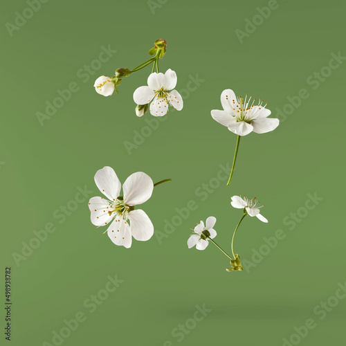 A beautiful image of sping white cherry flowers flying in the air
