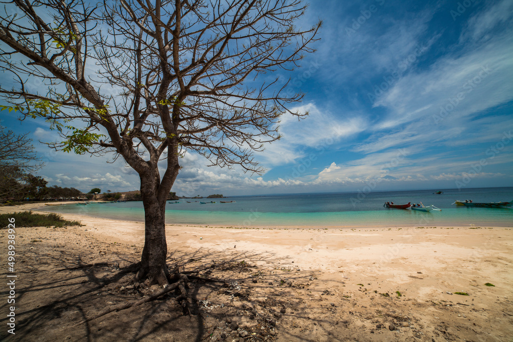 Dead tree on the Pink beach, Lombok Indonesia