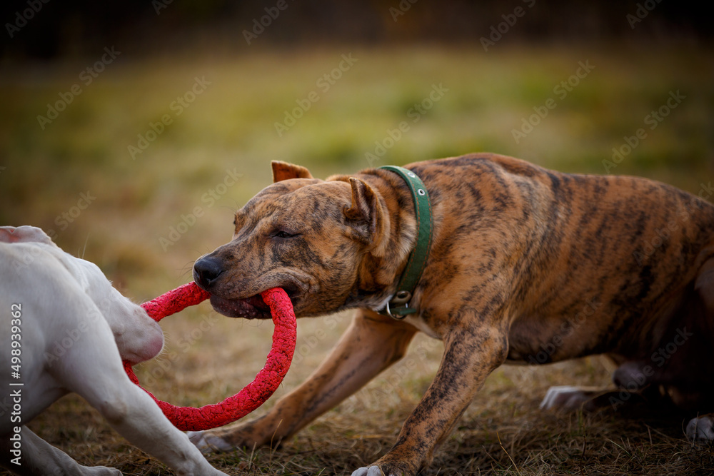 Fototapeta Fighting dogs pull the toy