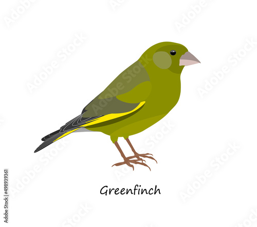 Greenfinch isolated on white background. Vector illustration