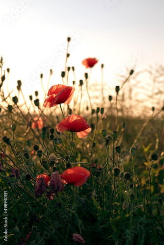 Red poppy flowers in the field during the sunset. Natural background