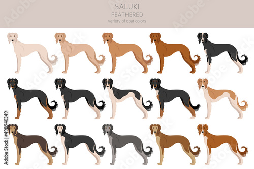 Saluki Feathered clipart. Different poses, coat colors set