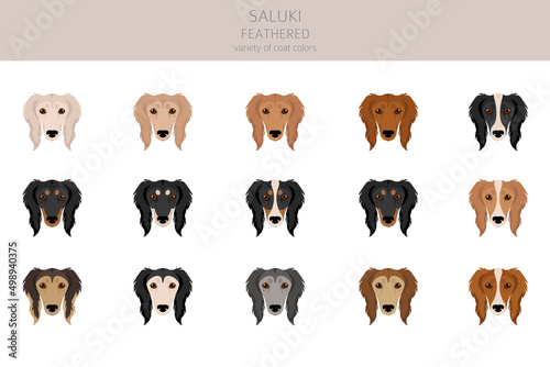 Saluki Feathered clipart. Different poses, coat colors set