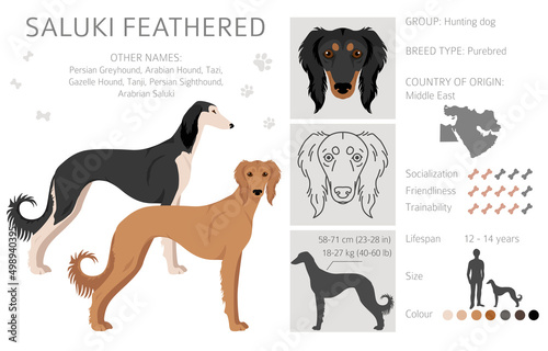 Saluki Feathered clipart. Different poses, coat colors set