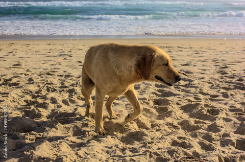 perro senior o adulto caminando por la playa, golden retriever photo