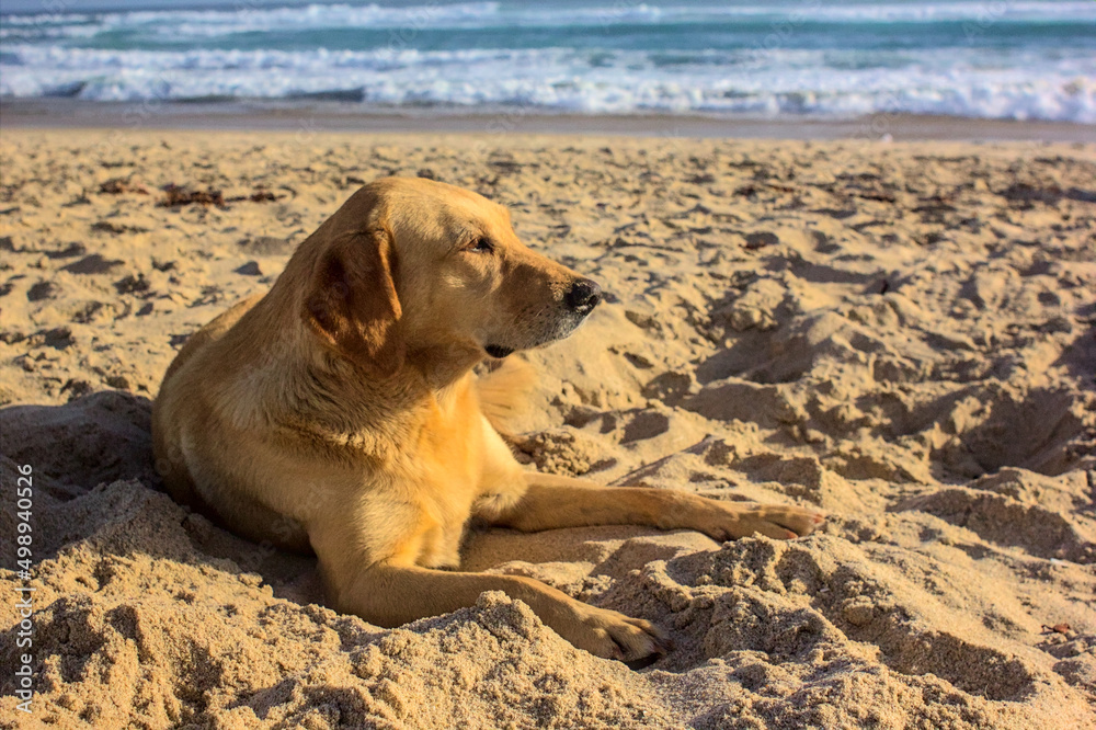 perro admirando la playa y descansando, raza mixta perro admirando la playa y descansando, raza mixta