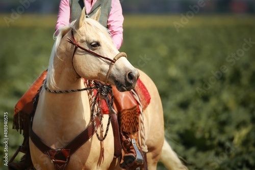 Foto Western-style quarter horse palomino with ester rider in the saddle stands on a green field and attentively looks to the left