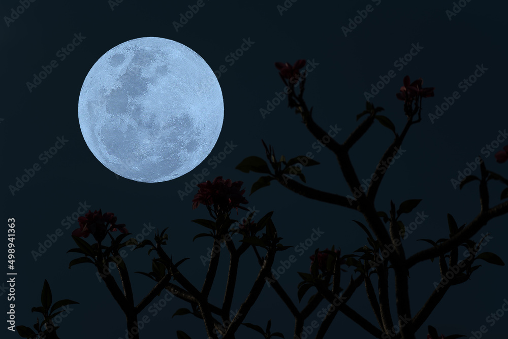 Full moon on sky with tree branch silhouette in the dark night. Full moon on sky with tree branch silhouette in the dark night.