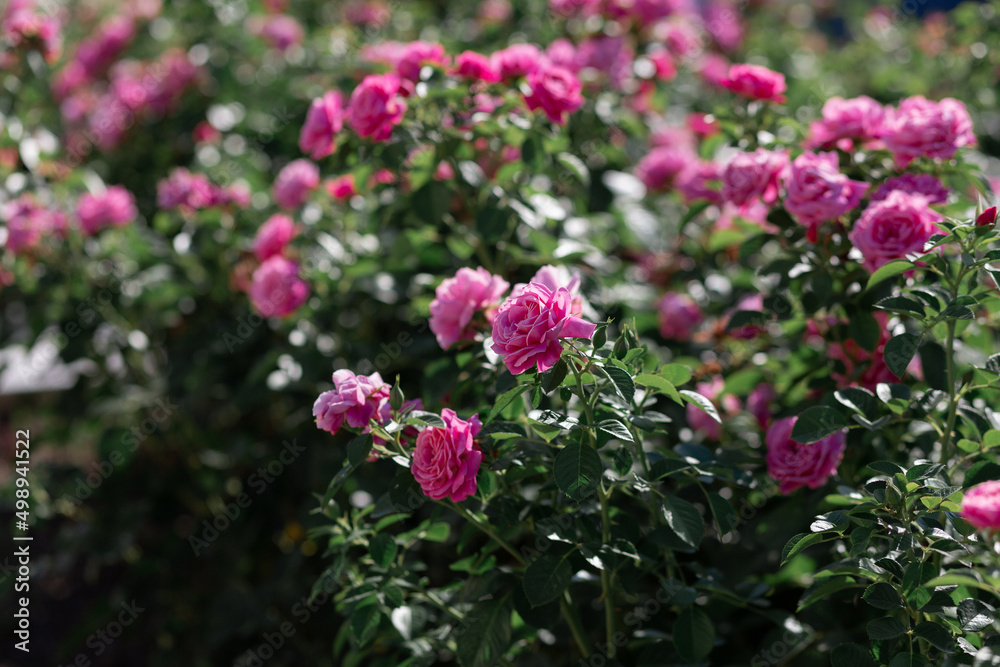 The texture of the bush is pink roses or wild rose, vegetable background