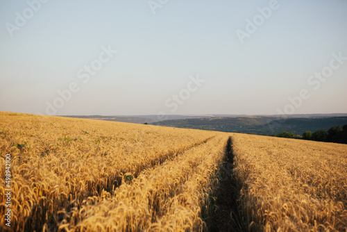Agricultural area in a countryside with ranks with golden wheat in the sunny summer day.