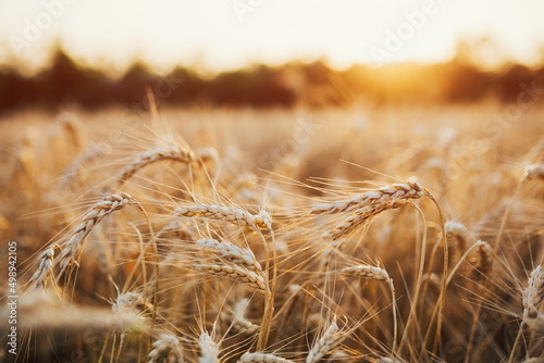 Close up of ears of golden ripe wheat on nature in a summer field. Rural landscapes in shining sunlight.