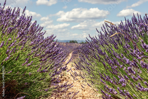 Lavender flowers in the foreground, the path dividing the rows and going to the horizon. White clouds in the blue sky. Vaucluse, Provance, France photo